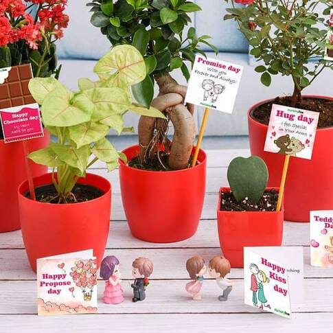 Valentine Week Gift Combo Plants Pack